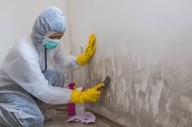 Trusted Citrus Park, FL Mold Removal Services Experts